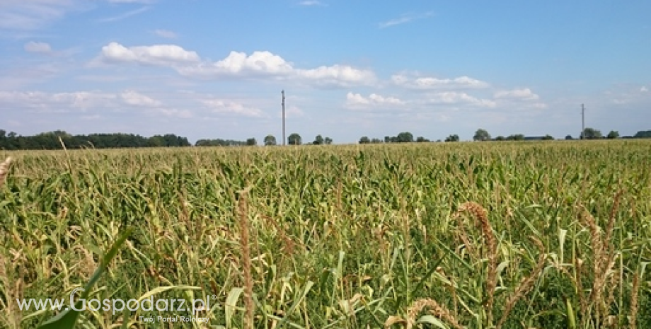 Ceny zbóż na giełdach towarowych (24.07.2022)