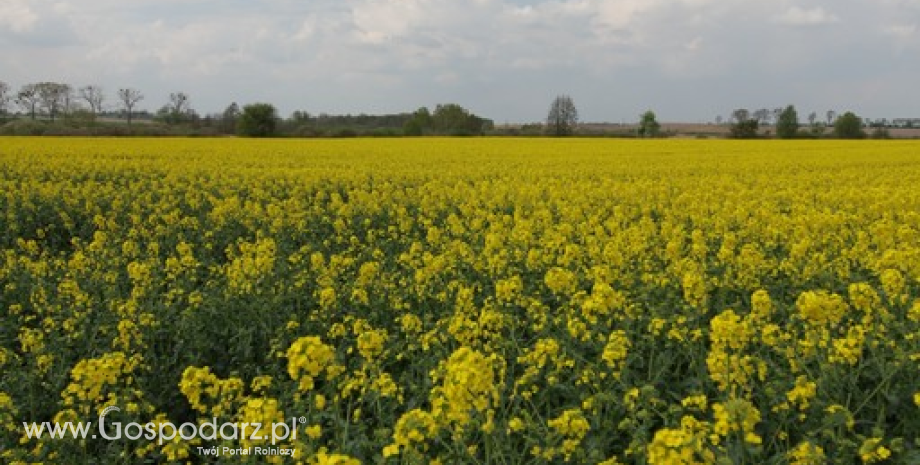 Wzrost szacunków produkcji oleistych w UE