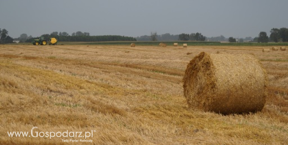 Notowania zbóż i oleistych. W USA pszenica i kukurydza w górę w przeddzień publikacji ważnych raportów (10.09.2015)