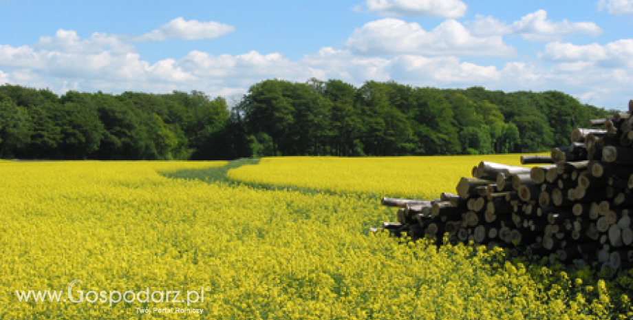 Prognozy zbiorów rzepaku w Polsce w 2013 roku niższe o 10-20%