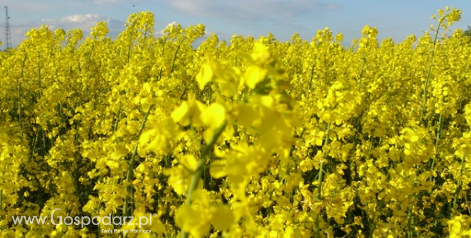 W najbliższych latach produkcja oleistych w UE powinna oscylować w granicy 31 mln ton