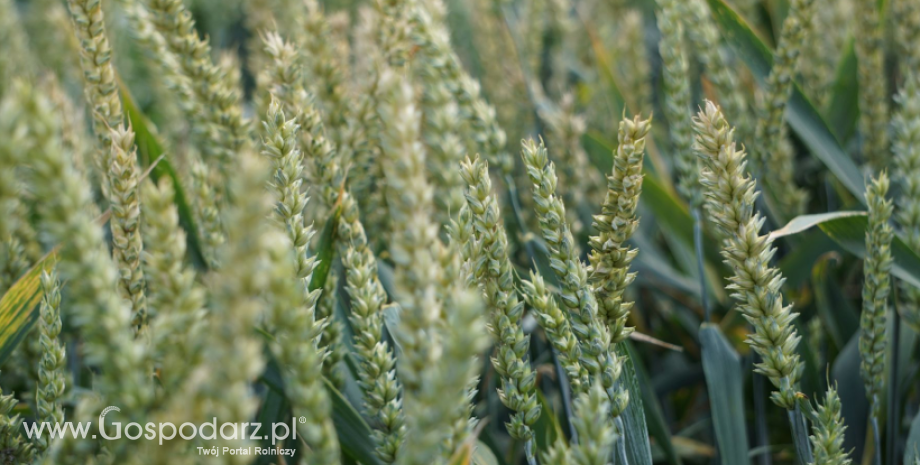 USDA tnie prognozę światowych zbiorów pszenicy do nadal rekordowych 781,7 mln ton