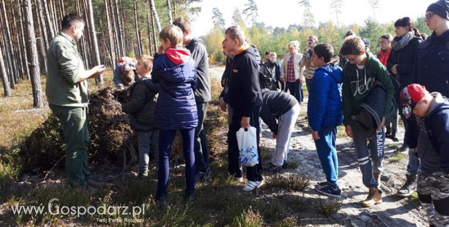 Las w czterech odsłonach