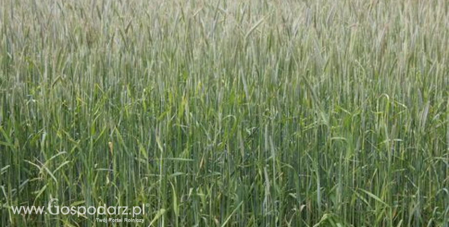 Tydzień pod znakiem wzrostów cen zbóż - 25.06.2012