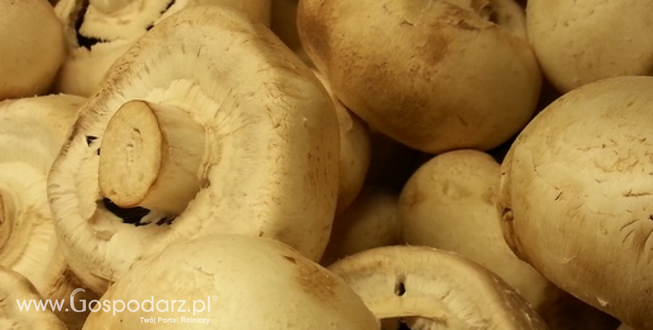Unijny rynek grzybów wart 1,5 mld euro. Polska ważnym graczem
