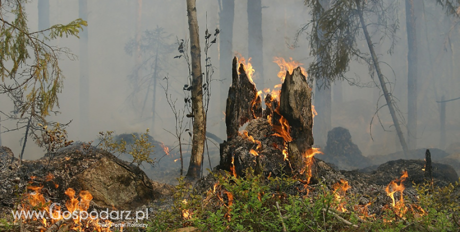 Pożary zagrażają lasom