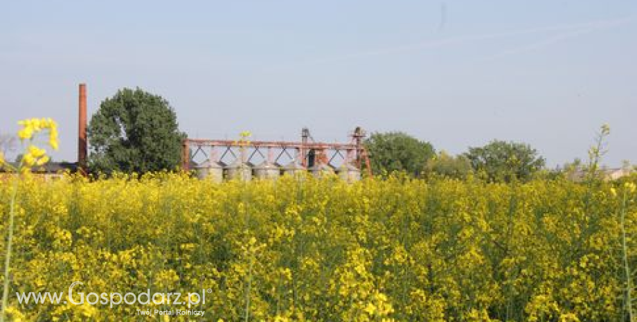 Tydzień zaczął się od kontynuacji piątkowych spadków na rynku oleistych (6.11.2012)