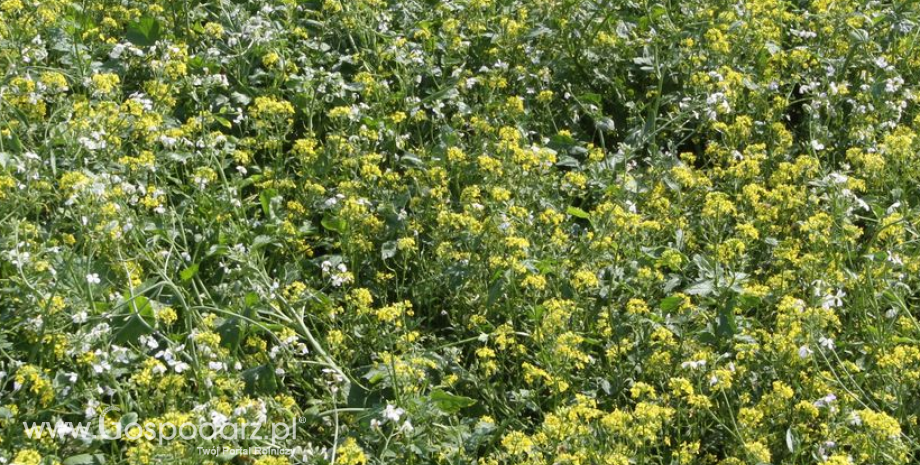 Działanie rolno-środowiskowo-klimatyczne. Propozycja zmian KRIR