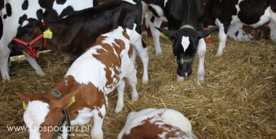 GUS: Pogłowie bydła w Polsce wzrosło i liczy 5920,4 tys. sztuk