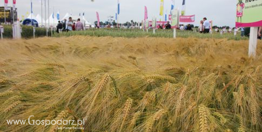 Skup zbóż w Polsce we wrześniu 2013 roku (ujęcie ilościowe)