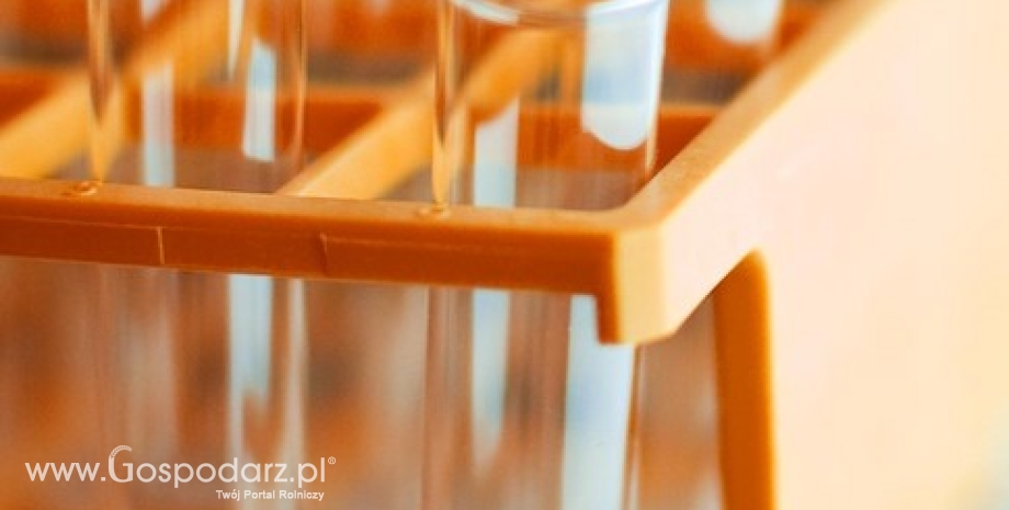 Wyniki drugiej rundy testów produktów z wołowiny, badanych pod kątem zafałszowania mięsem końskim