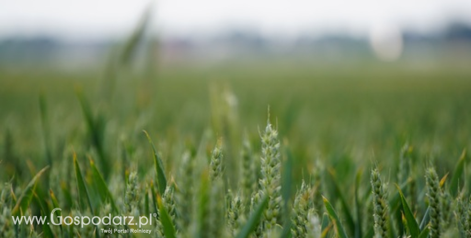 Ceny skupu zbóż na rynku krajowym według GUS w sierpniu 2023 r.