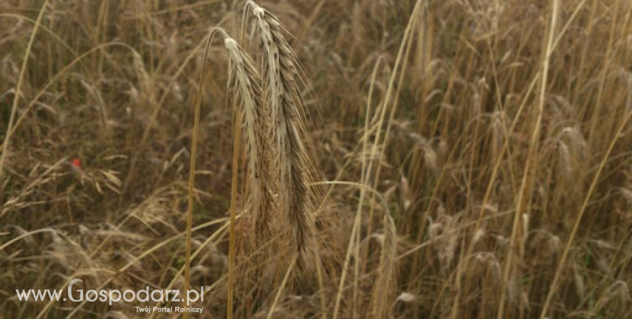 Ceny zbóż i rzepaku w kraju i portach (18.08.2014)