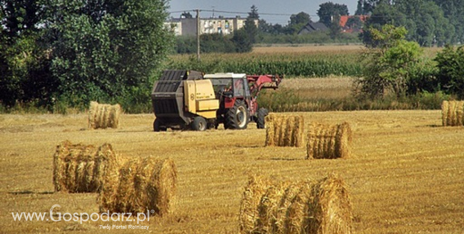 Wzrost cen zbóż na giełdach towarowych (20.09.2015)