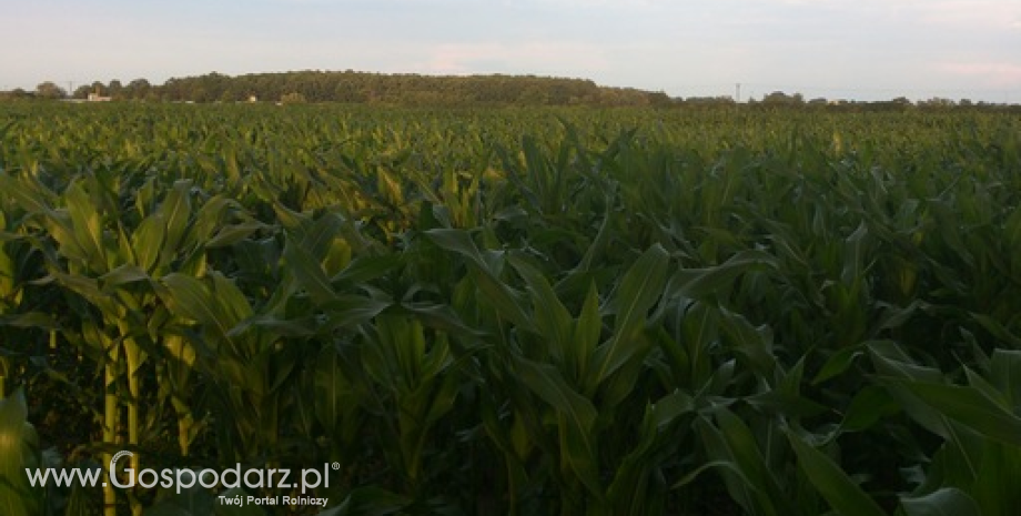 Notowania zbóż. W górę tylko kukurydza na CBoT (25.03.2015)