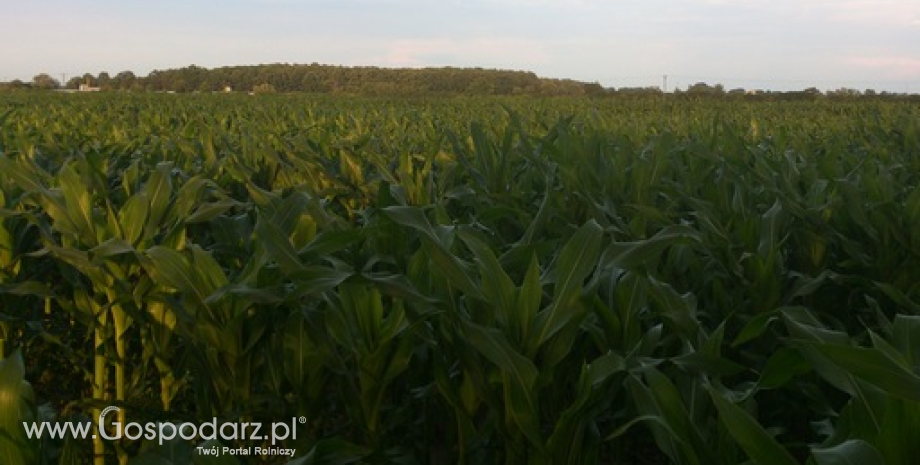 Notowania zbóż i oleistych. Powrót trendu spadkowego na zakończenie tygodnia (14.08.2015)