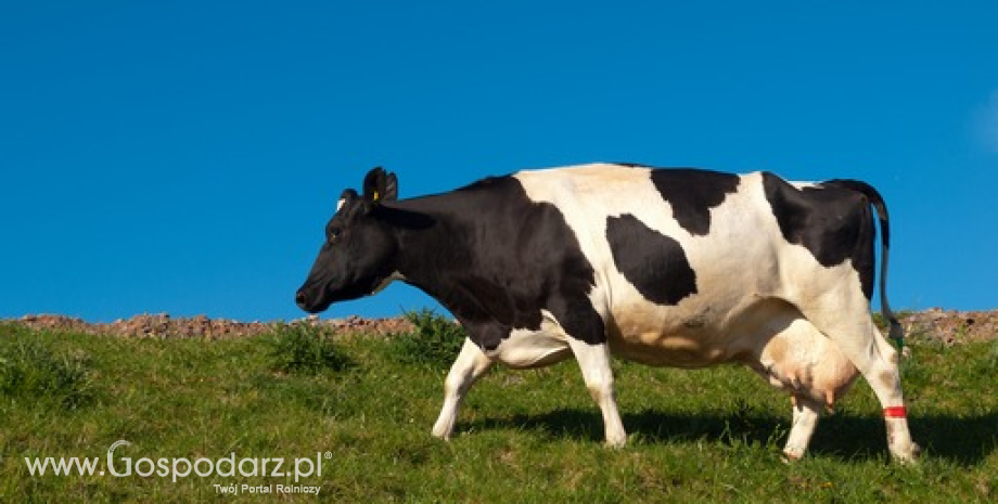 Różnice pomiędzy ekologicznym i nieekologicznym mlekiem i mięsem