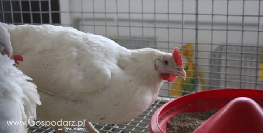 Ptasia grypa zabija w Chinach. Wiele krajów wstrzymuje import drobiu
