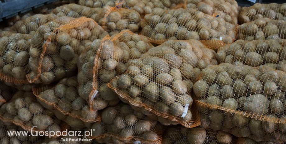Ceny ziemniaków w Polsce (24.10.2021)
