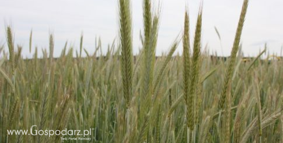 Opublikowano listy odmian zalecanych do uprawy w województwie śląskim w 2013 roku