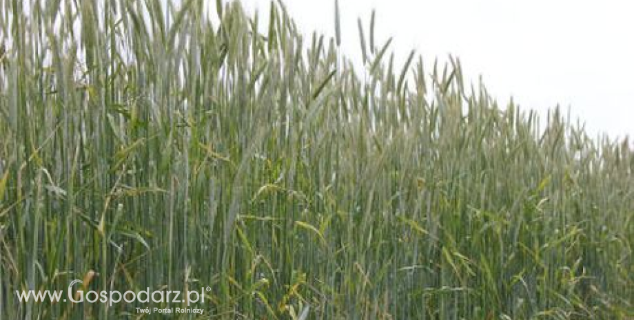 Prognozy produkcji zbóż w Rosji niższe, ale nadal dobre