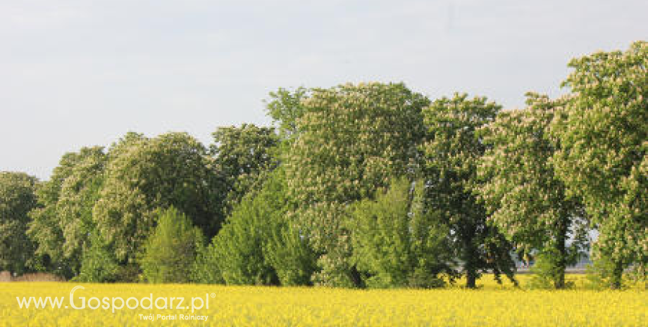 Mniej rzepaku na Ukrainie