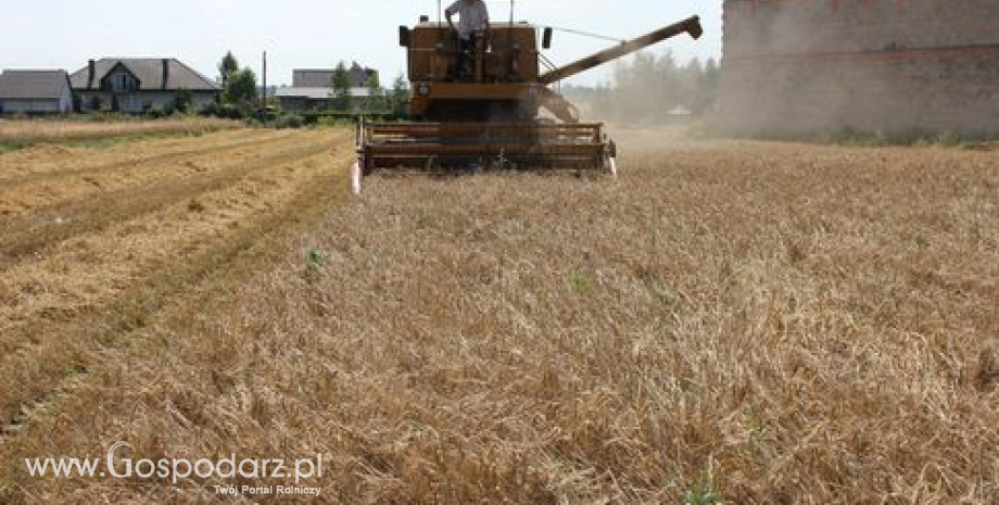 Dobre prognozy zbiorów zbóż w 2013 roku w Unii Europejskiej
