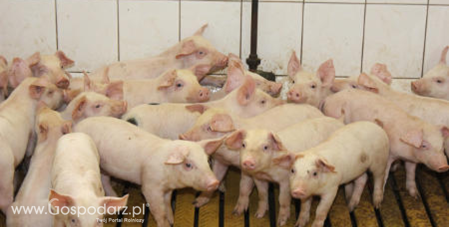 USDA: Produkcja wieprzowiny na świecie spadnie o 1% do 109,3 mln ton