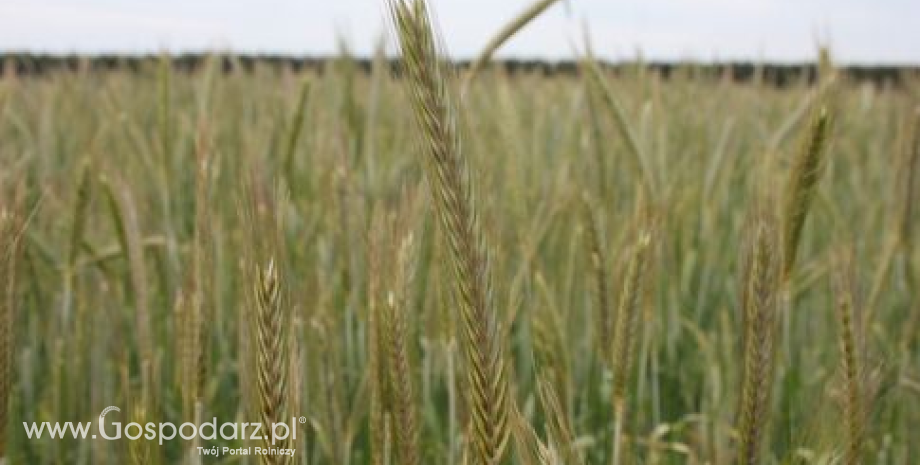 Podsumowanie rynku zbóż w Polsce (8-14.07.2013)