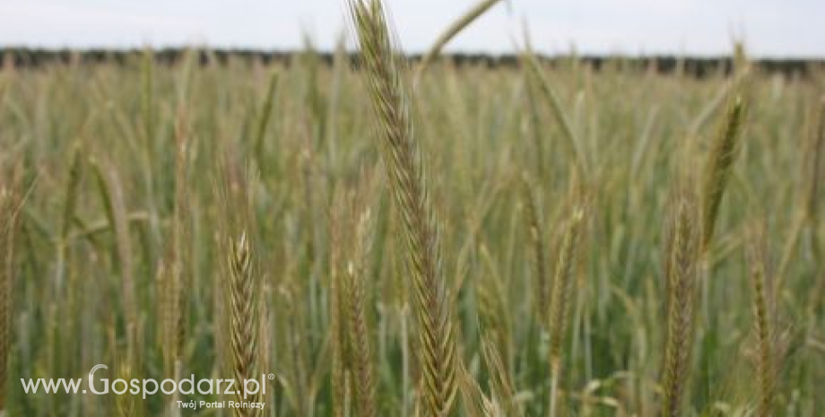 Rośnie saldo handlu zagranicznego zbożem z Polski w sezonie 2013/2014