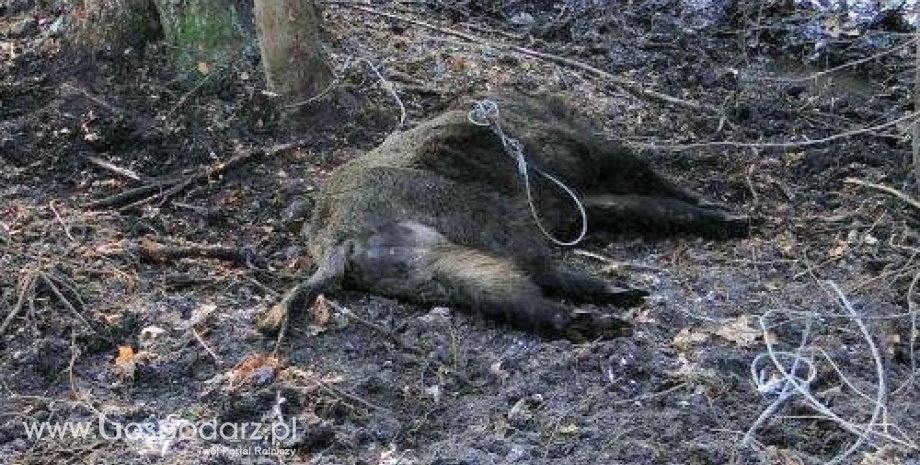 Kłusownicy i bezpańskie psy mordują leśną zwierzynę