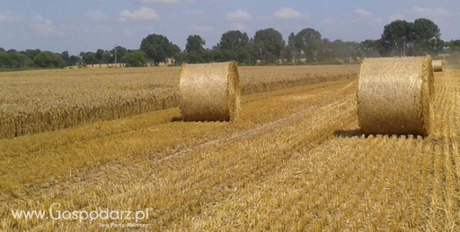 Wysoki areał zasiewów zbóż we Francji