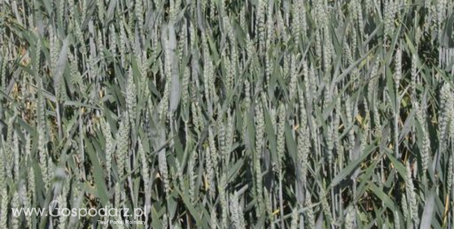 Notowania zbóż i oleistych. Unijna pszenica straciła na wartości (16.02.2016)