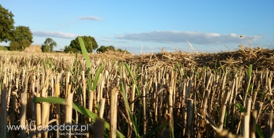 Zbiory zbóż w sezonie 2015/2016 szacuje się 1 970 mln ton