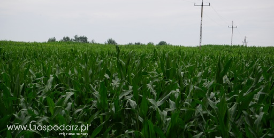 A. Bąk: Notowania amerykańskich zbóż i soi poruszają się po równi pochyłej