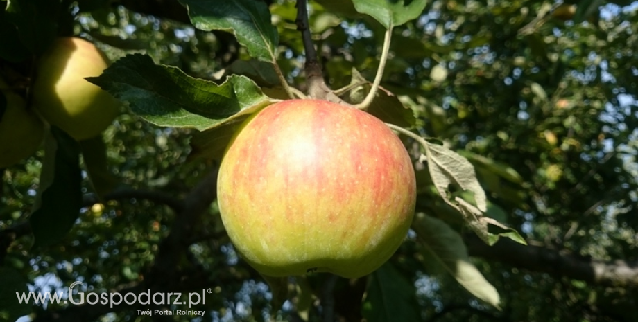 Rynek Indonezji otwarty dla polskich jabłek