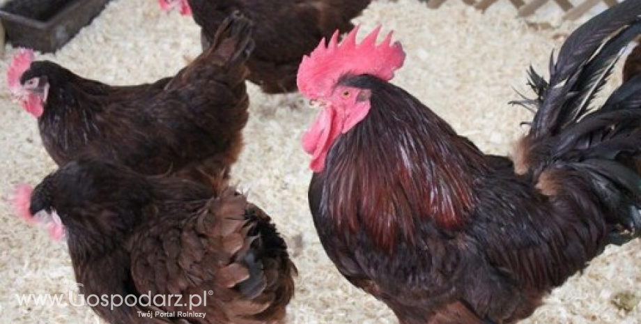 Następne dwa przypadki ptasiej grypy w Polsce