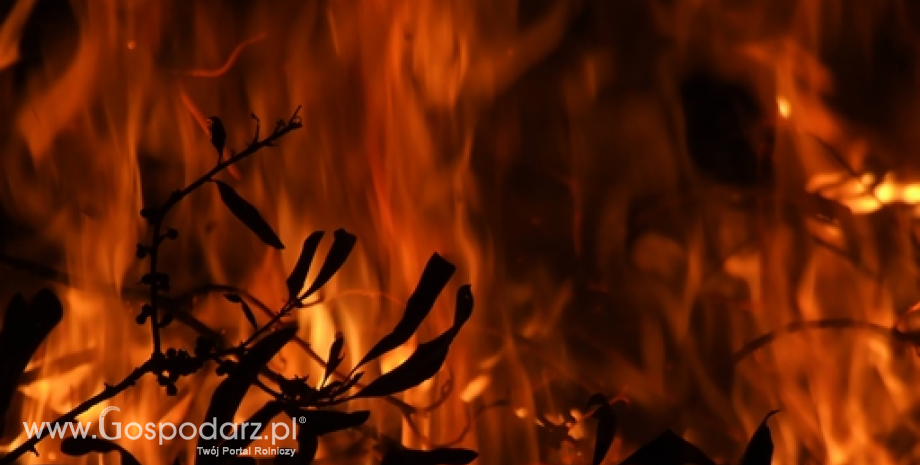W lasach wprowadzono trzeci stopień zagrożenia pożarowego