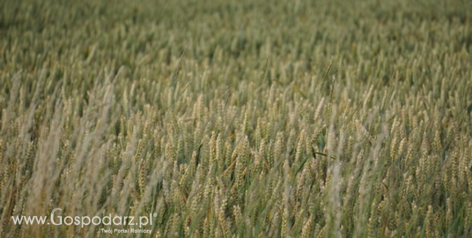 Rosja: Wysoki eksport pszenicy pomimo ceł
