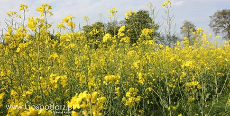 Lipcowy kontrakt na soję wspiął się w czwartek na ośmiomiesięczny szczyt (24.05.2013)