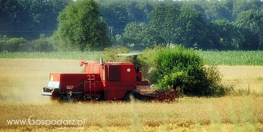 Ceny zbóż i rzepaku w kraju i portach (11.09.2014)