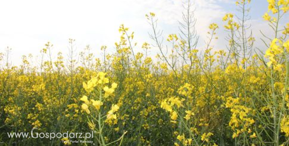 Matif: Ceny starych zbiorów rzepaku nurkują (28.04.2014)