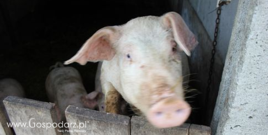 Białoruś wprowadza zakaz eksportu wieprzowiny z Polski. Litwa zaostrza kontrole