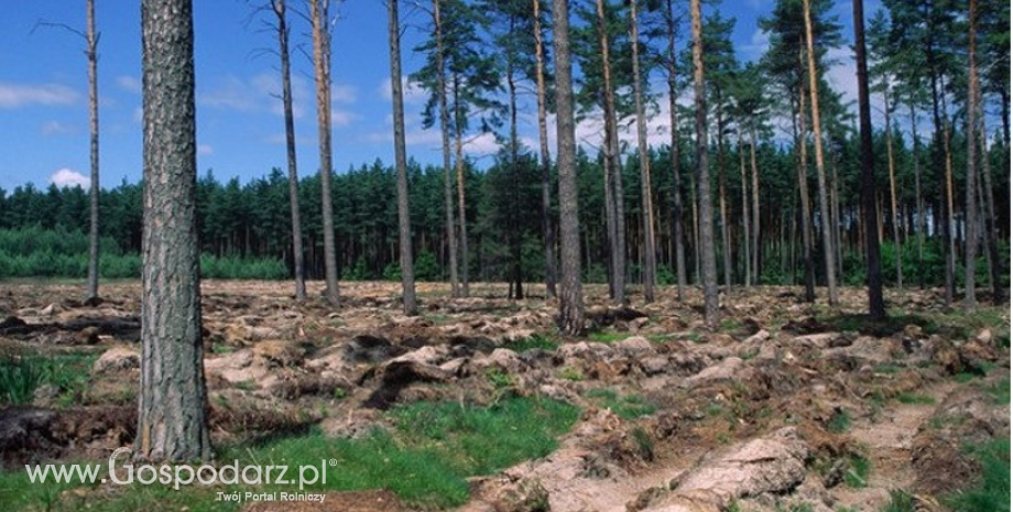 Jesień należy do leśników