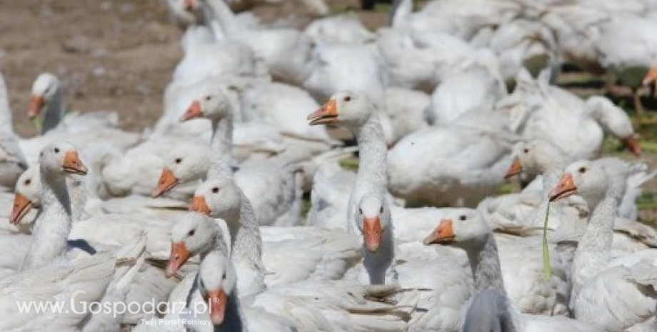 Ceny żywca wołowego, wieprzowego i drobiowego (23.10.2016)