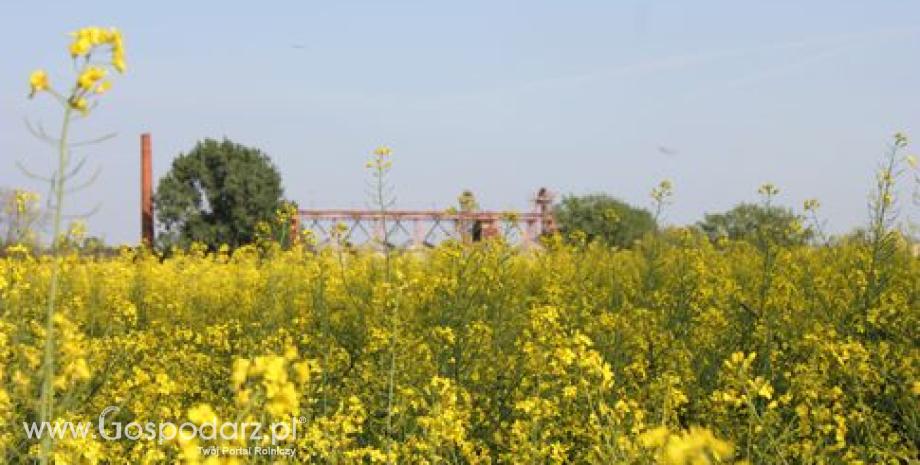 Prognozy zasiewów rzepaku ozimego w Unii Europejskiej