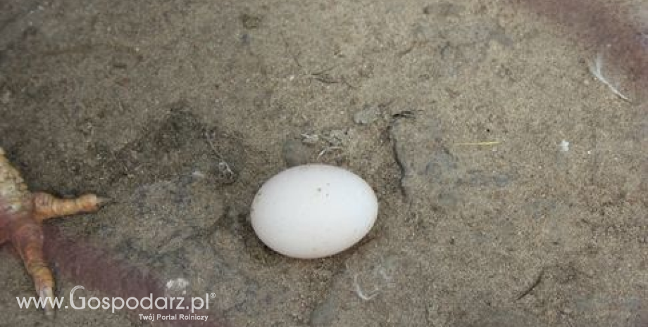 Wzrost wartości eksportu polskich jaj
