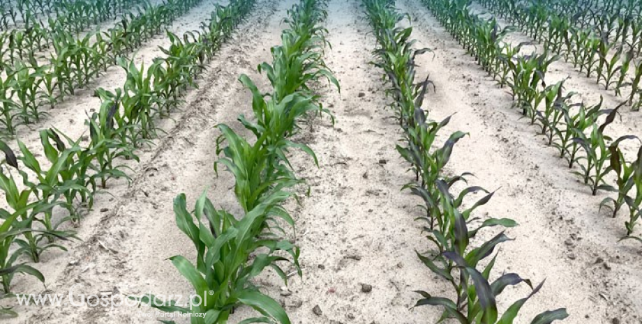 Komisja Europejska mocno podniosła prognozę zbiorów kukurydzy w Polsce