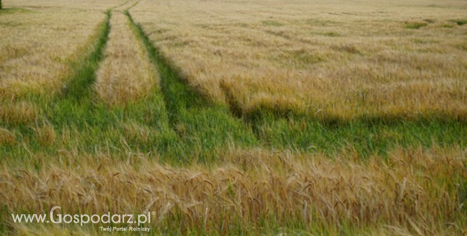 Ceny zbóż w kraju i portach (21.07.2015)