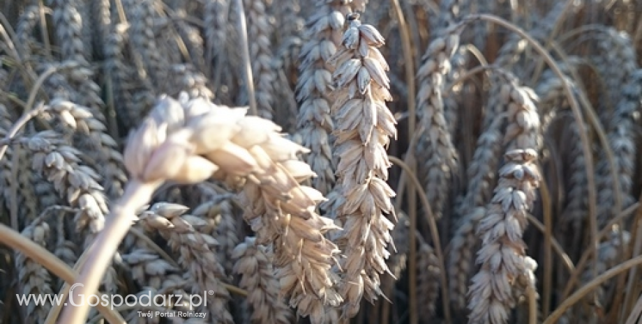 Od początku tego sezonu sprowadziliśmy spoza UE rekordowe 2,3 mln ton zbóż